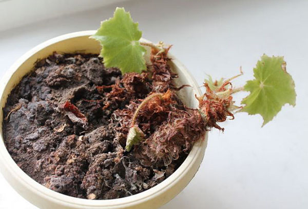 Propagación de begonia dividiendo el rizoma.