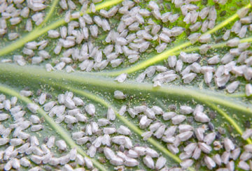 Invasión de mosca blanca