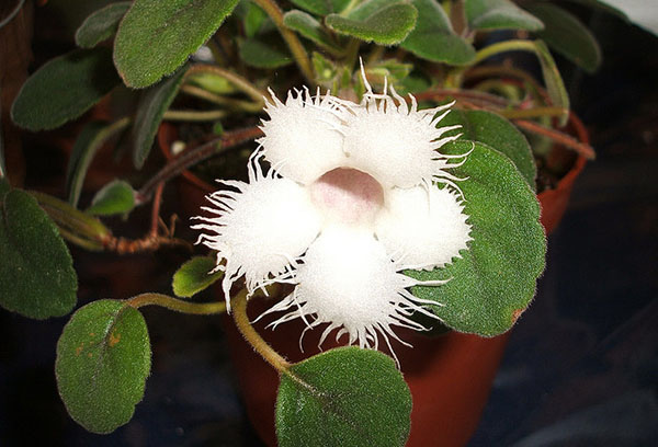 Episodio híbrido Flor blanca