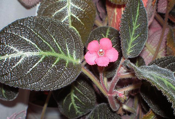 Roze afleveringsbloem