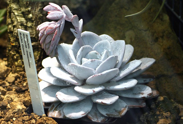 Echeveria ในหยดน้ำ