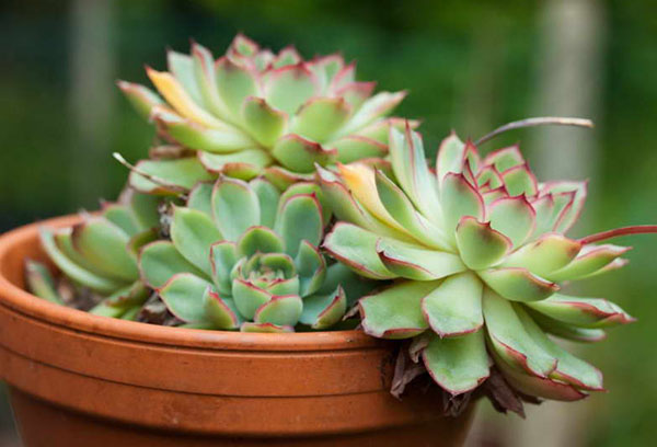 หม้อ Echeveria