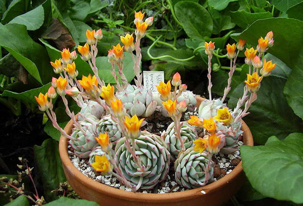 Echeveria บาน