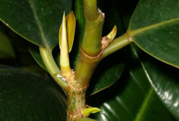 Nieuwe scheuten van Ficus Robusta