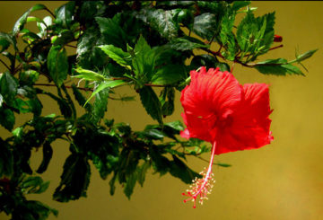 Flores de hibisco chino