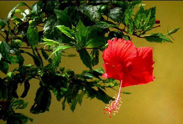 Chinese hibiscus blooms