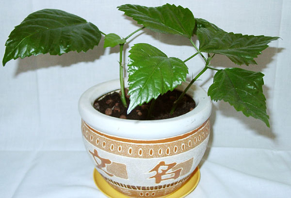 Pot of young Chinese hibiscus
