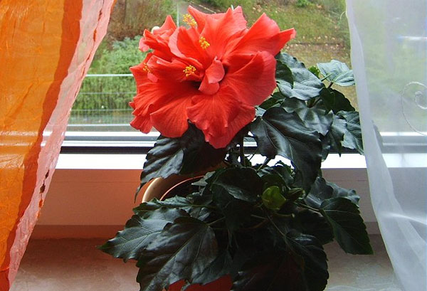Blooming Chinese hibiscus on the windowsill
