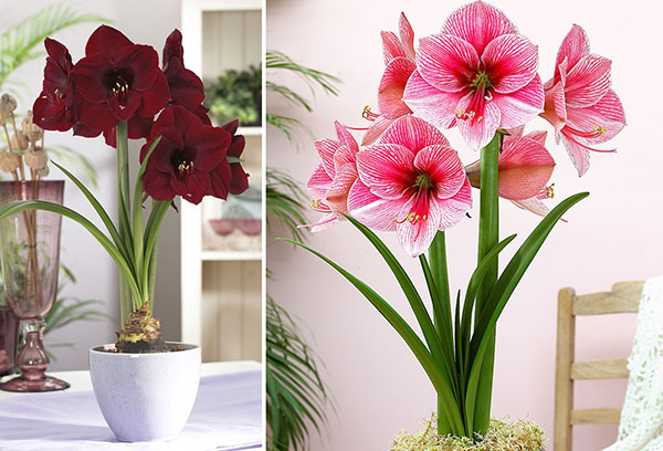 Diferentes variedades de hippeastrum.