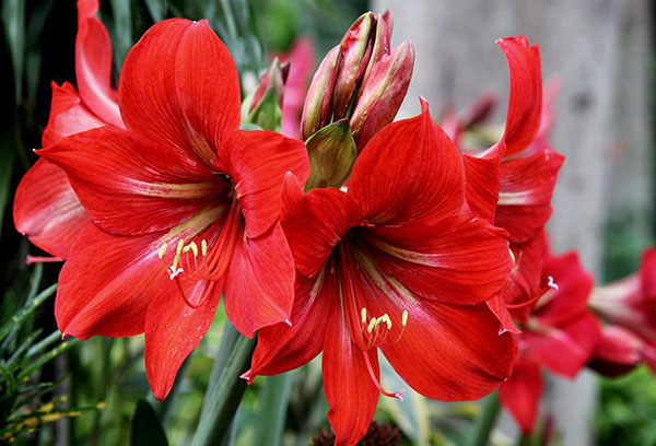 hippeastrum ออกดอก