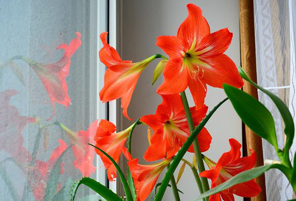 Hippeastrum en el alféizar de la ventana