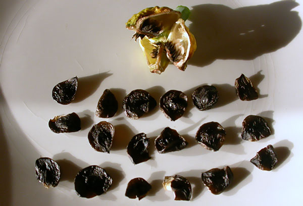 Семена от хипеаструм