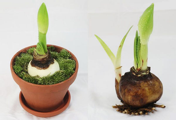 Sinh sản của hippeastrum