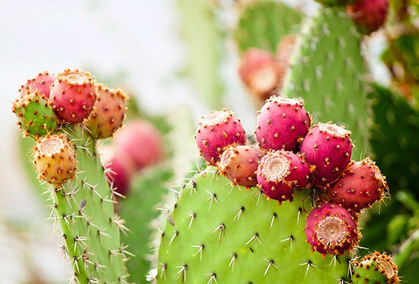 Opuntia na de bloei