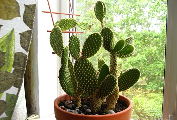 Opuntia en el alféizar de la ventana