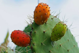 Frutos de tuna