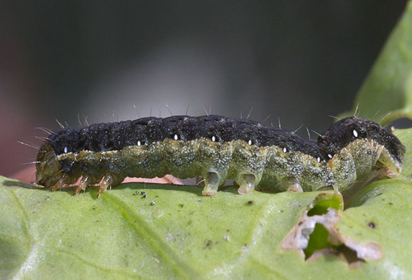 Caterpillar av kålskopa
