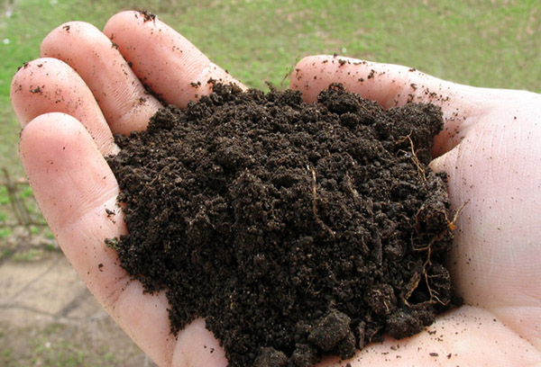 Peat soil