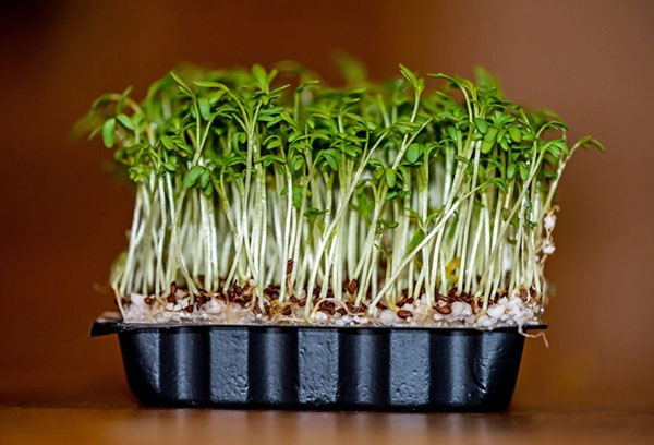 Watercress in a plastic tray