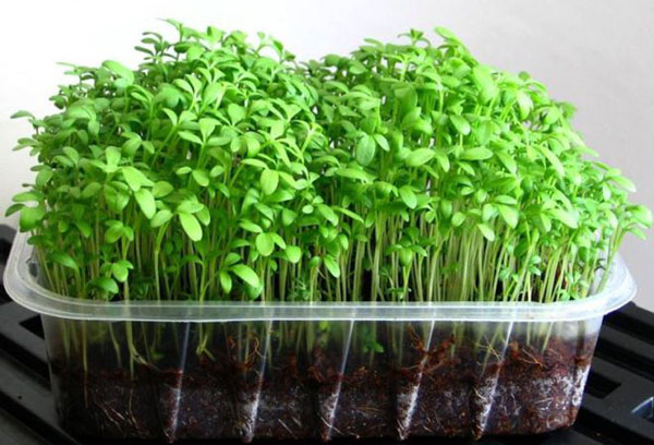 Watercress in a cake tray