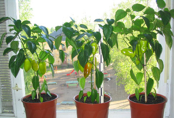 Paprika in potten op de vensterbank