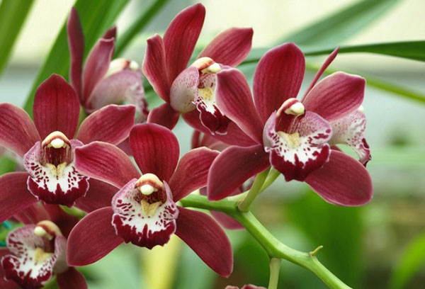 Flowering orchid cymbidium