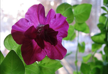 Bloeiende petunia op de vensterbank