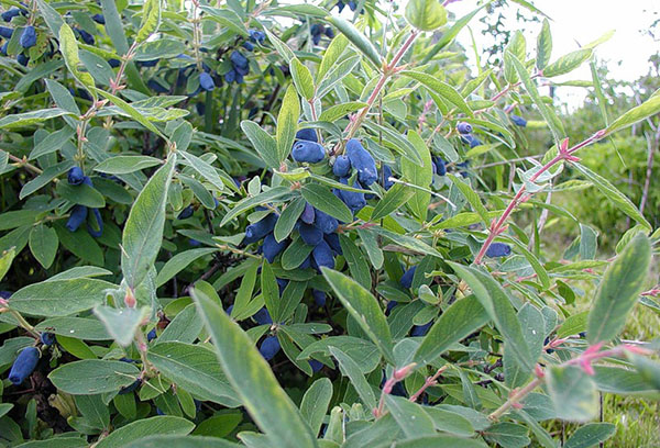 Honeysuckle bush with berries