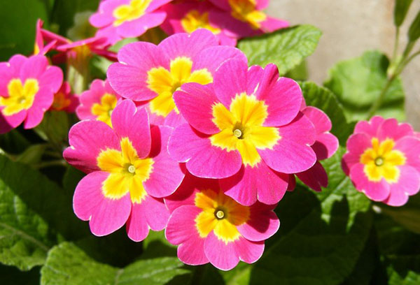 Flores de prímula rosa brillante