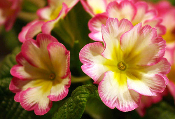 Primrose bloei