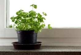 A pot of parsley on the windowsill