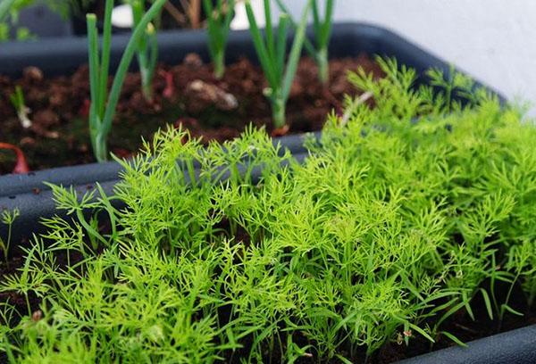 Growing dill in a container