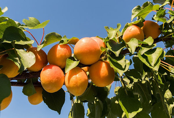 Frukter på aprikosgren