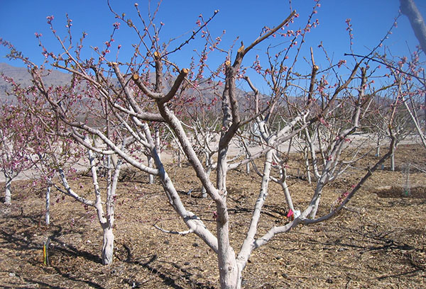 Apricots after spring pruning