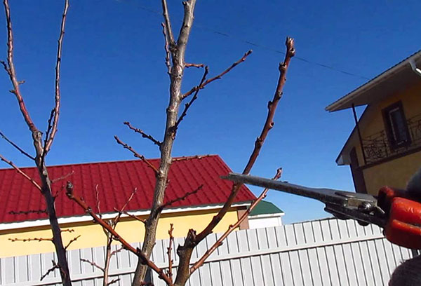Autumn pruning of apricot