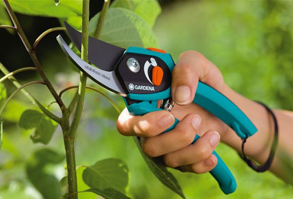 Summer apricot pruning