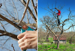 Pruning old apricots