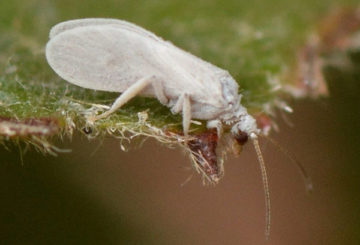 Mosca blanca