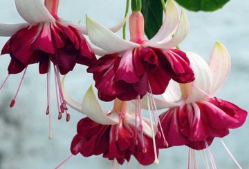 Fuchsia bloeien