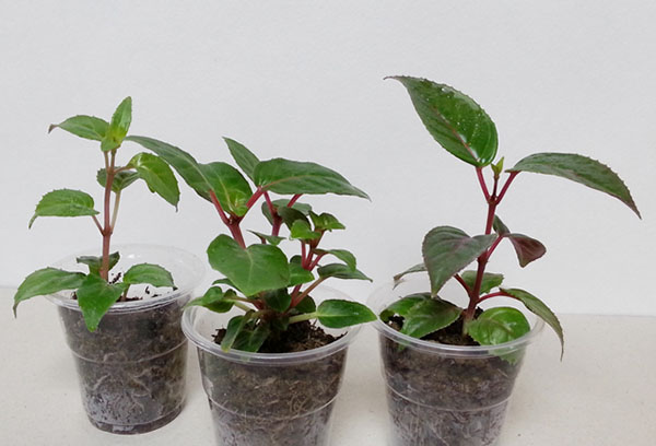 Fuchsia propagation
