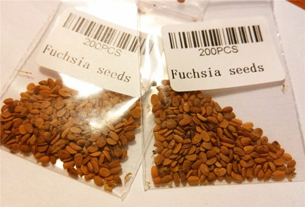 Fuchsia frön