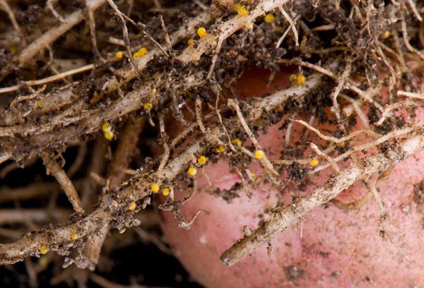 Golden nematode cysts on potato roots