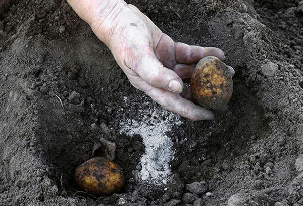 Ash introduction when planting potatoes