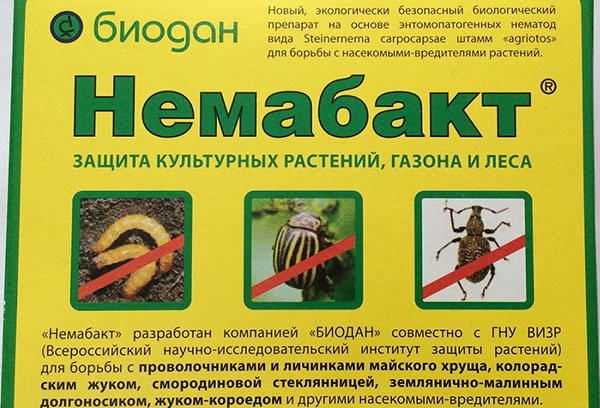 The drug Nemabakt for protection against pests