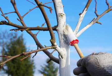 Appelboombescherming tegen schorskever