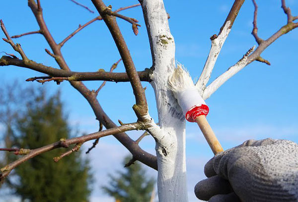 Apple tree protection from bark beetle