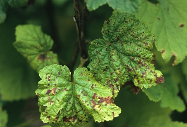Anthracnose on currant