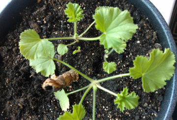 Jonge spruiten van geranium