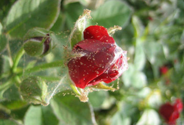 Araña roja en un capullo de rosa