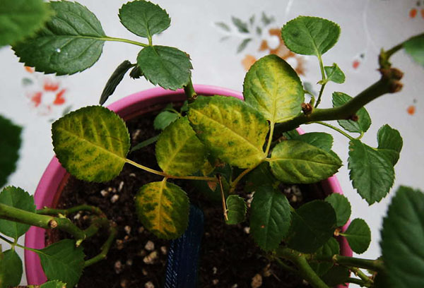Rose infested with spider mites